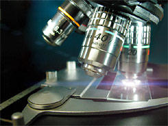 Examination of Meiofaunal Samples at Physalia 